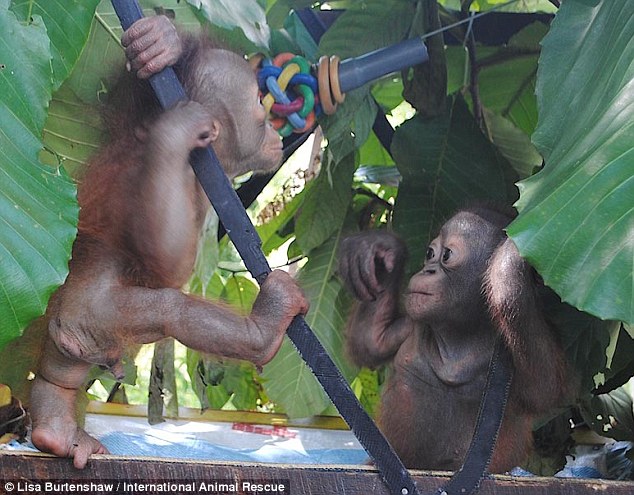 Tangisan Budi: Potret Kelam Perdagangan dan Pemeliharaan Satwa Liar